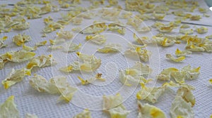 Dried or dehydrated rose petals. White and yellow rose petals on paper towels drying. Drying or dehydrating process of flower