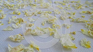 Dried or dehydrated rose petals. White and yellow rose petals on paper towels drying. Drying or dehydrating process of flower