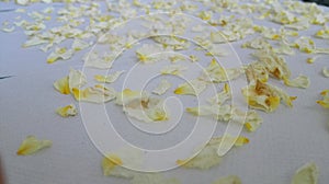 Dried or dehydrated rose petals. White and yellow rose petals on paper towels drying. Drying or dehydrating process of flower