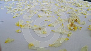 Dried or dehydrated rose petals. White and yellow rose petals on paper towels drying. Drying or dehydrating process of flower