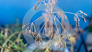 Dried dill seeds on a flower head that went to seed, pollinated and dried, for seed saving. Seeds macro photography on a home