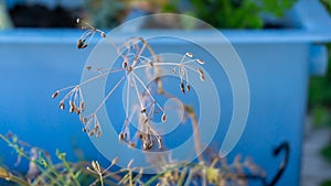 Dried dill seeds on a flower head that went to seed, pollinated and dried, for seed saving. Seeds macro photography on a home