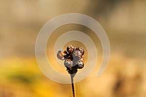 dried drupe flowers