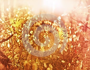 Dried-dry plants in the forest