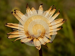 Dried dying flower