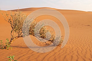 Dried and dying plant with new growing leaves and shoots on a hot desert landscape