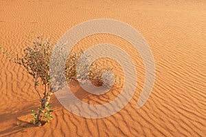 Dried and dying plant with new growing leaves and shoots on a hot desert landscape