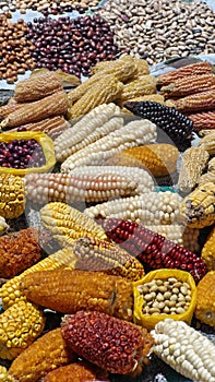 Dried ears of corn and piles of dried beans photo