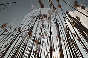 Dried ears of grass against the sky