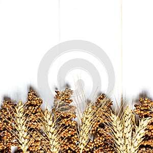 Dried ears of wheat, oats and other grains lie on a white background wood