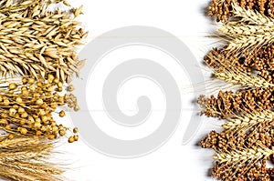 Dried ears of wheat, oats and other grains lie on a white background wood