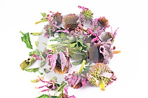 Dried echinacea purpurea in white background