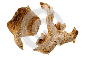 Dried Edible Mushrooms