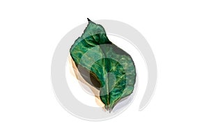 Dried emerald rose leaf isolate