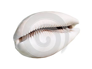 dried empty pink shell of cowry cutout on white