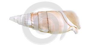 dried empty shell of cerith mollusc cutout