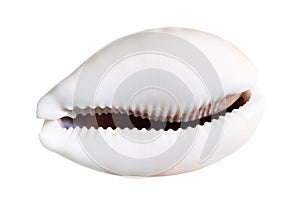 dried empty shell of cowrie cutout on white