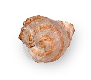 Dried empty shell of marine gastropod Rapana Venosa