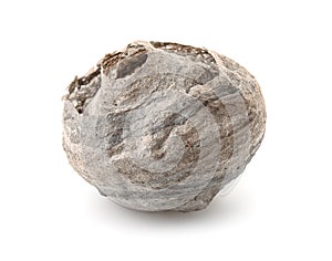 Dried empty vespiary