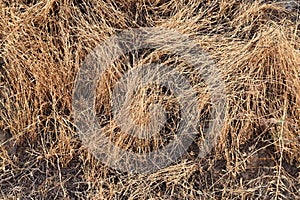 Dried Esparto grass. (Stipa tenacissima) Abstract background.