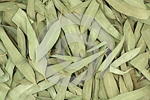 Dried eucalyptus leaves background