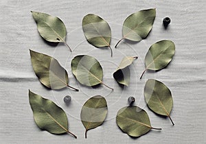 Dried eucalyptus leaves (Eucalyptus spp.) are arranged on a