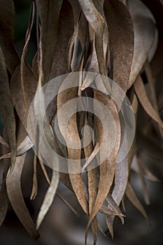 Dried Eucalyptus Leaves make an interesting texture and abstract pattern.