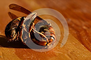 Dried Europen Hornet Vespa Crabro lying on wooden table in afternoon sun.