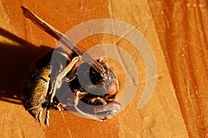 Dried Europen Hornet Vespa Crabro lying on wooden table. photo