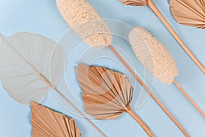 Dried exotic plants like palm leaf, luffa and skeleton leaf on light blue background