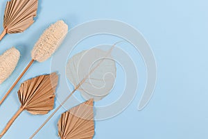 Dried exotic plants like palm leaf, luffa and skeleton leaf on side of blue background