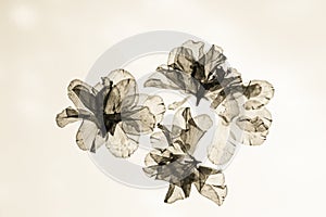 Dried and extruded petals on a sheet of glass.