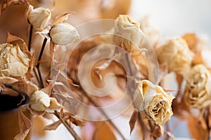 Dried faded flowers roses bouquet on blurred background