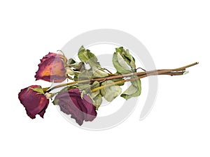 Dried faded roses