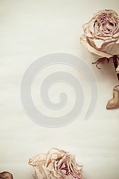 Dried faded roses on old paper on wooden background