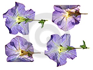 dried fall burgundy flower viola isolated elements, white, background for scrapbook, object, roughage autumn leaf.