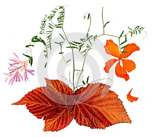 dried fall leaves and flower of plants isolated on white background for scrapbook, roughage autumn leaf.