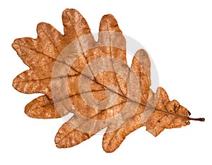 Dried fallen brown autumn leaf of oak tree