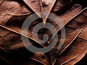 dried fallen brown leaf
