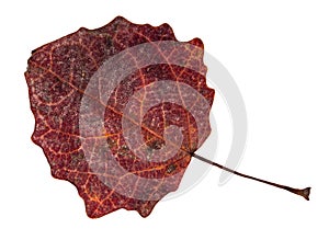 Dried fallen dark red autumn leaf of aspen tree