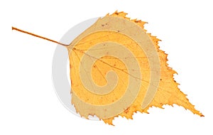 Dried fallen yellow autumn leaf of birch tree