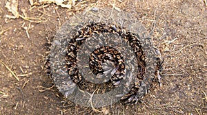 Dried fern. Dry hummock on dry land. Drought.