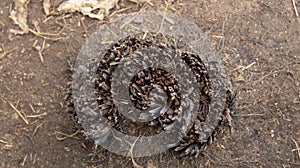 Dried fern. Dry hummock on dry land. Drought.