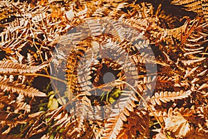 Dried Fern Leaves