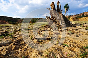 Dried field