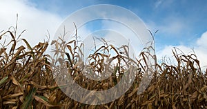 Dried Field Corn, Cornfield, Harvest