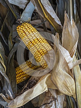 Dried Field Corn and Stalks