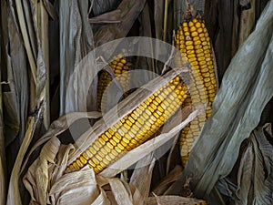 Dried Field Corn and Stalks