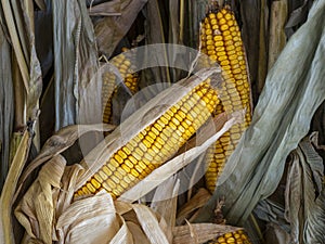 Dried Field Corn and Stalks