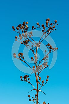 Dried field flower
